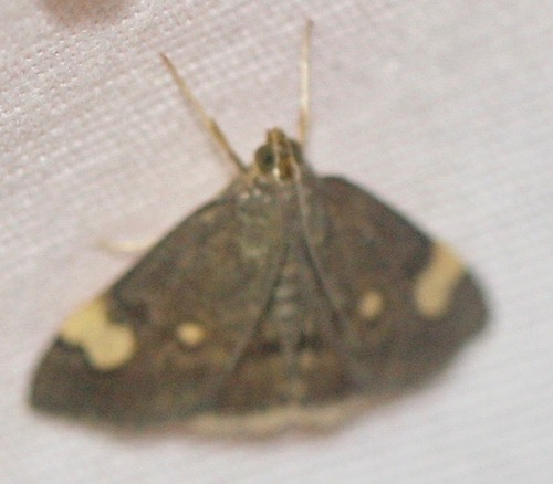 Large-spotted Evergestis Moth photo 2