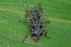 Enoclerus viduus