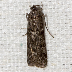 Pyla fusca