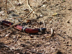Lampropeltis polyzona