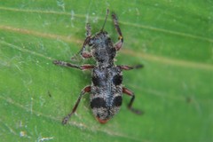 Enoclerus viduus