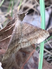Phalaenostola larentioides