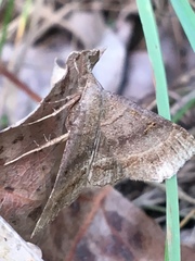 Phalaenostola larentioides