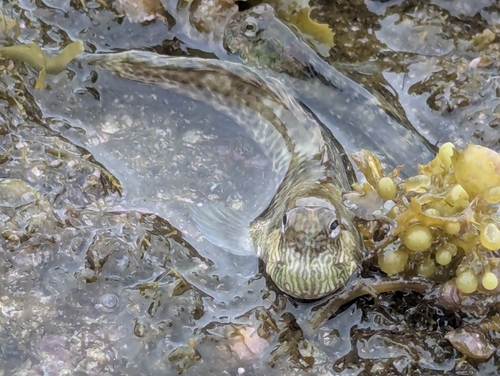 Lemuria rockskipper (Entomacrodus lemuria) — Blenniidae — 3