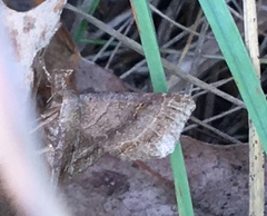 Phalaenostola larentioides