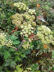 Angelica triquinata