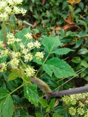 Angelica triquinata