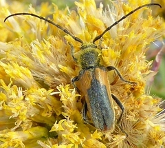 Crossidius punctatus