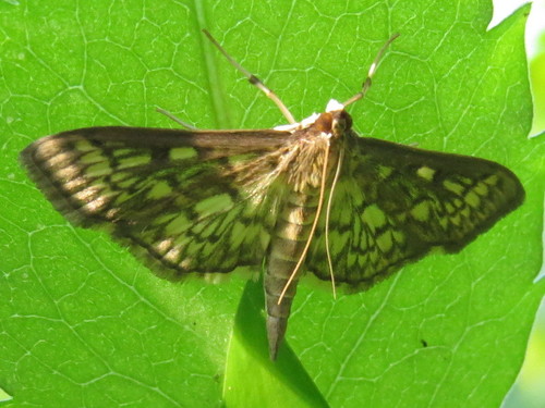 Zigzag Herpetogramma Moth photo 2