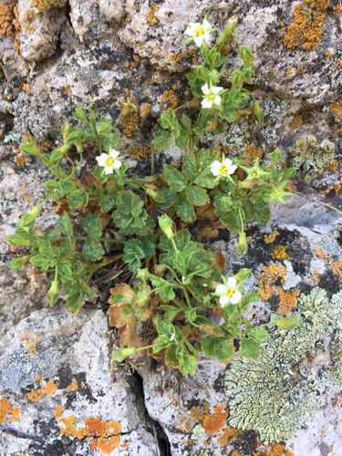 Ivesia arizonica var. saxosa