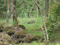 Arctonyx albogularis