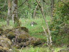 Arctonyx albogularis