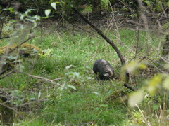 Arctonyx albogularis