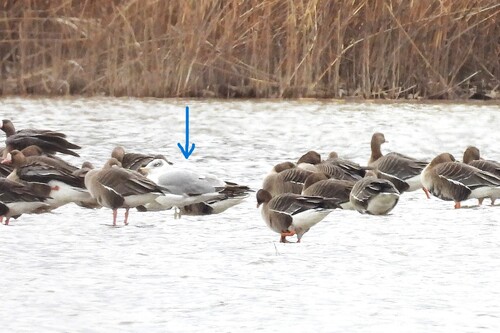 Pallas’s Gull / Great Black-headed Gull｜渔鸥 参考照片