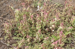Chenopodium macrospermum