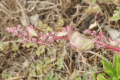 Chenopodium macrospermum