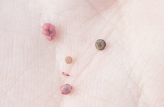 Chenopodium macrospermum