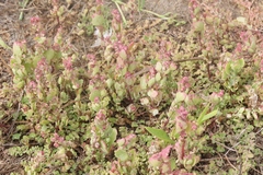 Chenopodium macrospermum