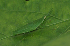 Atractomorpha lata