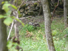 Arctonyx albogularis