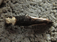 Monopis longella