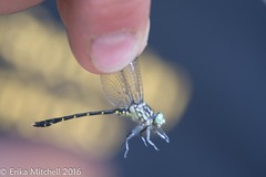 Stylogomphus albistylus