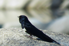 Atticora fasciata