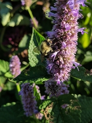 Bombus impatiens