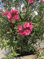 Nerium oleander