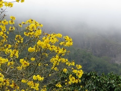 Handroanthus
