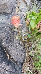 Castilleja miniata dixonii