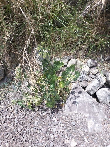 Image of Eucnide cordata by no rights reserved