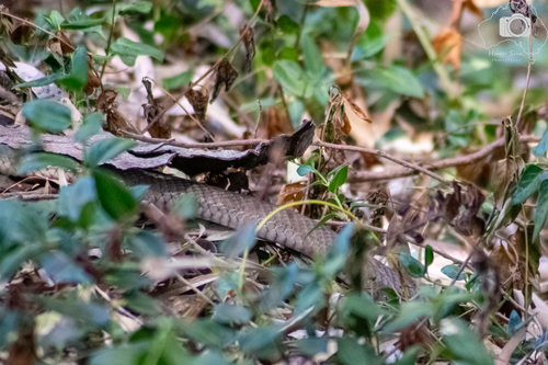 Eastern Brown Snake sighting