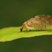 Humulin Brown Lacewing - Photo (c) Katja Schulz, some rights reserved (CC BY)