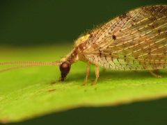 Hemerobius humulinus