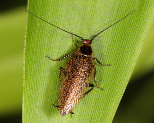 Dusky Cockroach