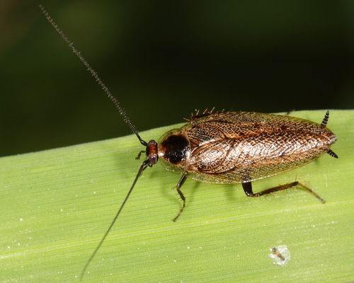 Dusky Cockroach