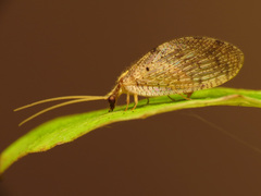 Hemerobius humulinus