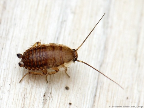 Dusky Cockroach