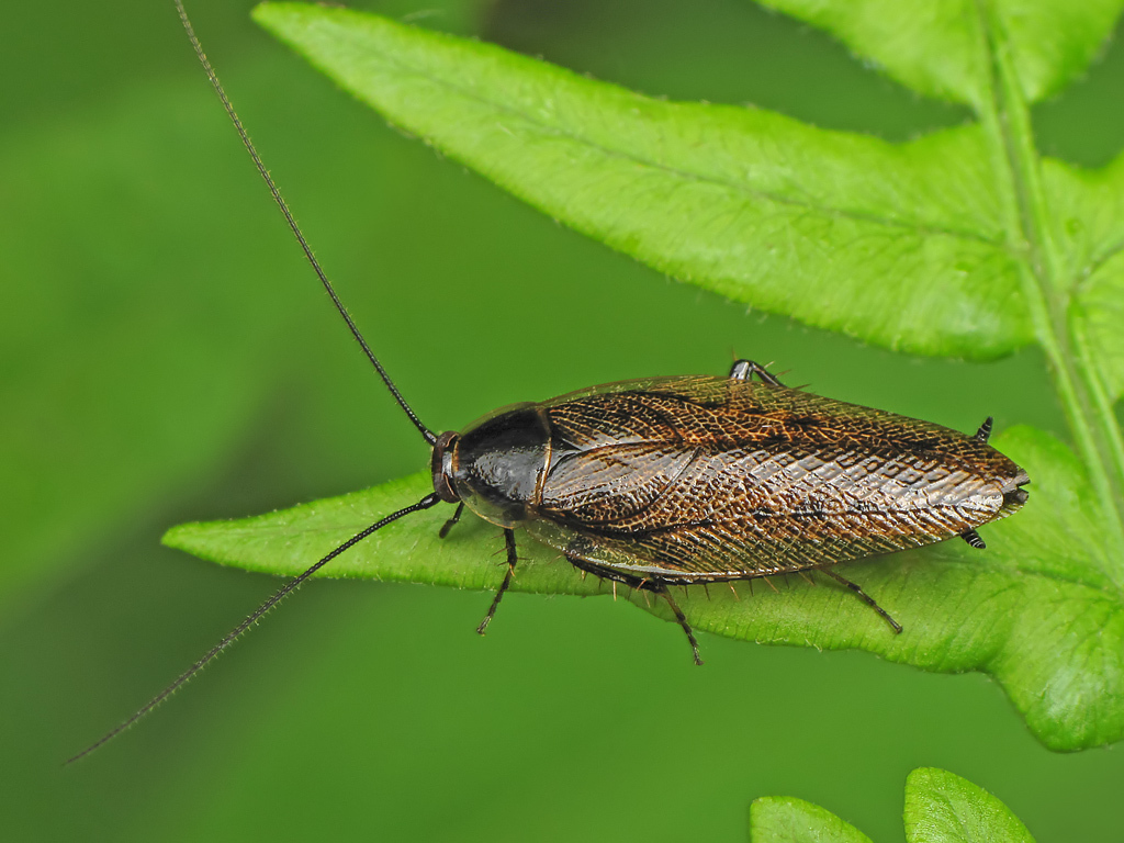 Dusky Cockroach