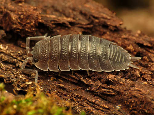Common Rough Woodlouse photo 5