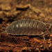 Common Rough Woodlouse - Photo (c) Katja Schulz, some rights reserved (CC BY)