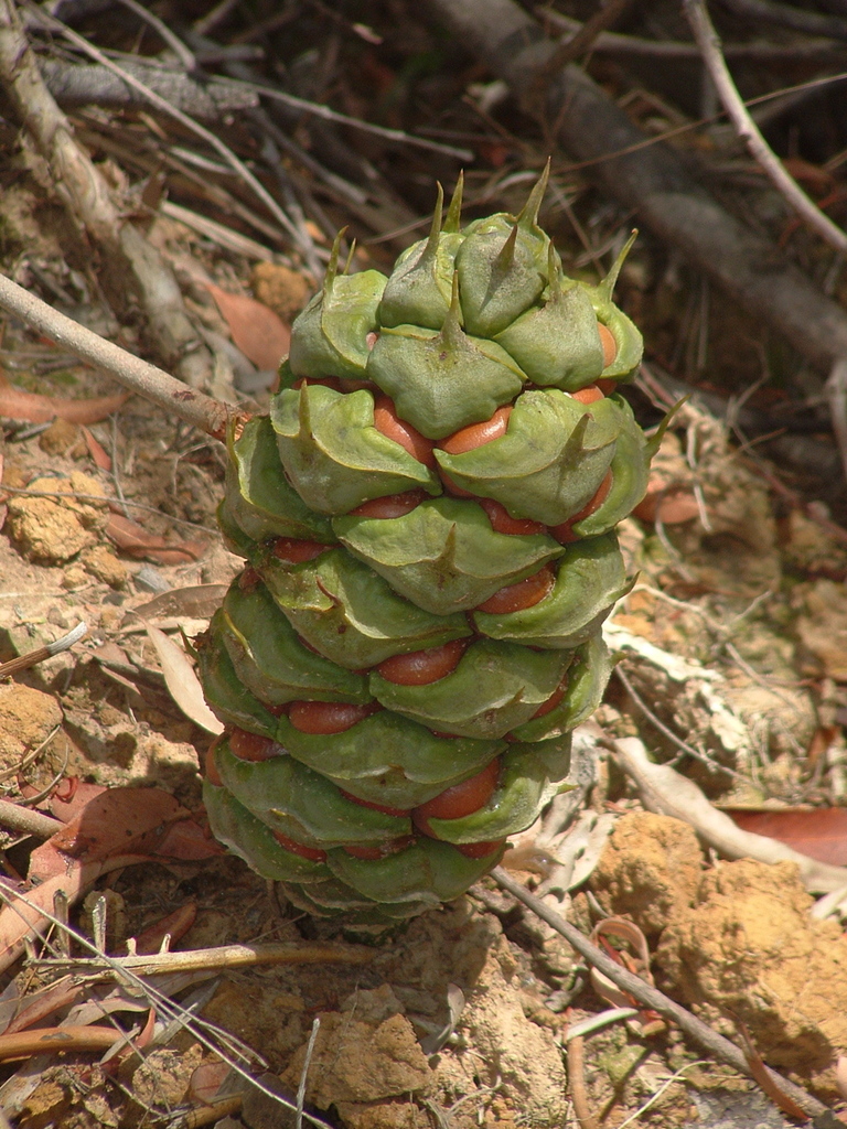 (Flora (Indigenous Use) Guide of Cessnock BioBlitz at Poppethead Park ...