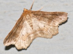 Metarranthis hypochraria