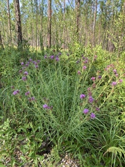 Liatris squarrosa