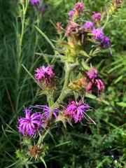Liatris squarrosa