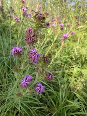Liatris squarrosa