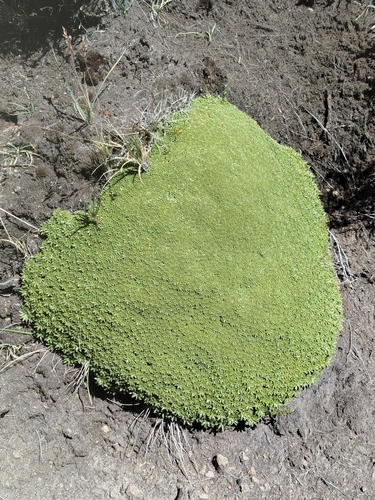 Image of Azorella compacta by (c) Humber Alberto, some rights reserved (CC BY)