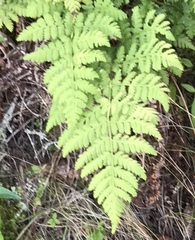 Dryopteris campyloptera