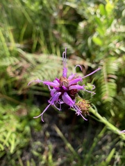 Liatris squarrosa